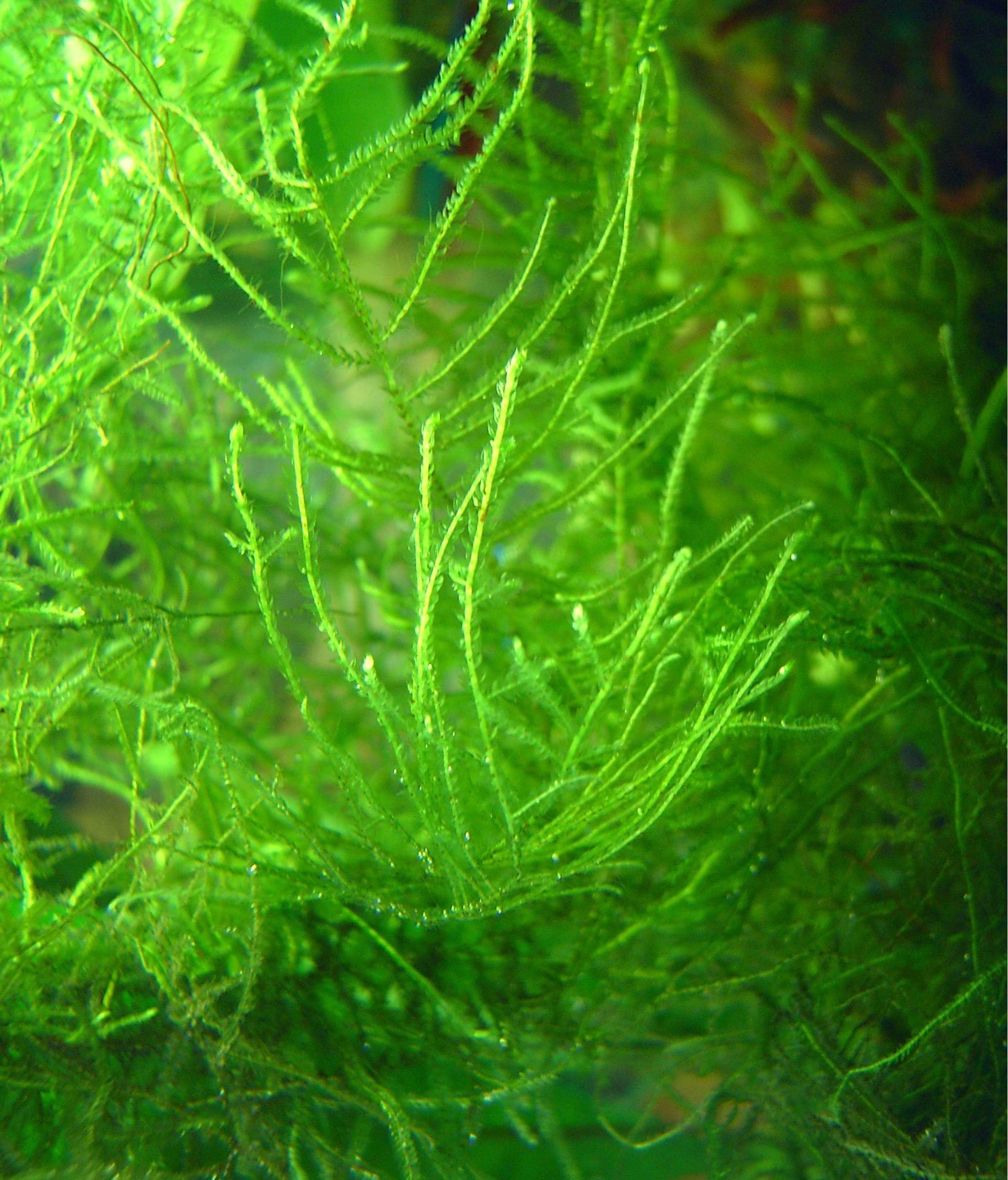 Java Moss Care Guide – Planting, Growing, and Propagation - Shrimp
