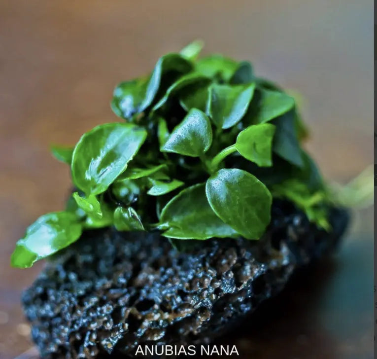 11 Rare Aquatic Plants - What are they, where to buy, and how to take care of them?