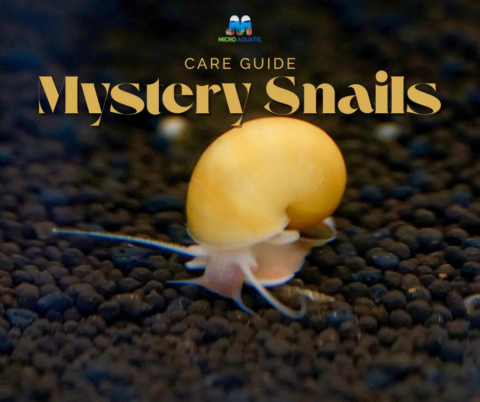 Mystery Snails in Aquariums - Care Tips, Tank Setup & Feeding Guide - Micro Aquatic Shop