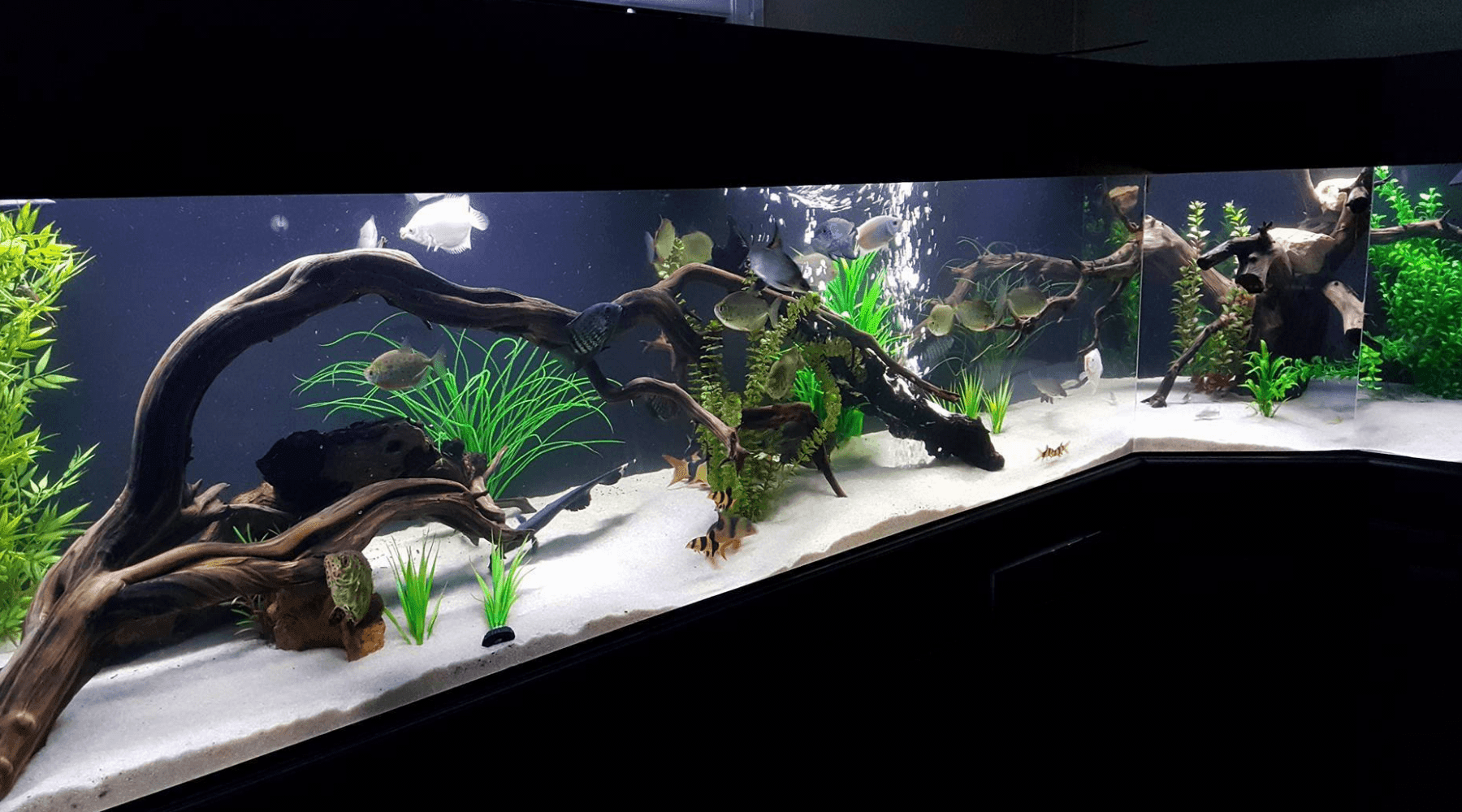 Aquascaping Inspiration Part 1 - Bonsai Styles