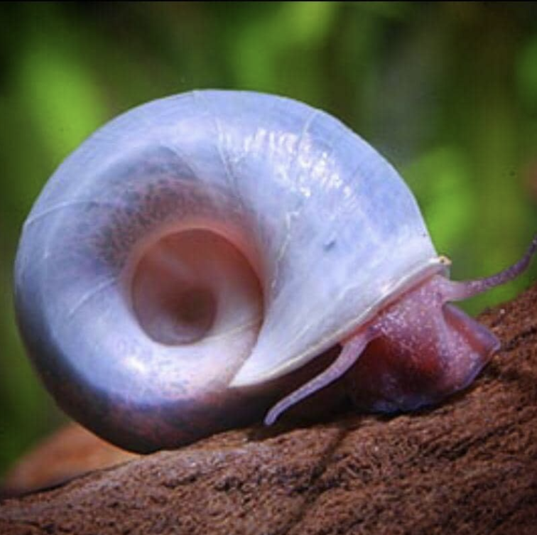 Discover the Benefits of Freshwater Aquarium Snails To Protect Your Ta