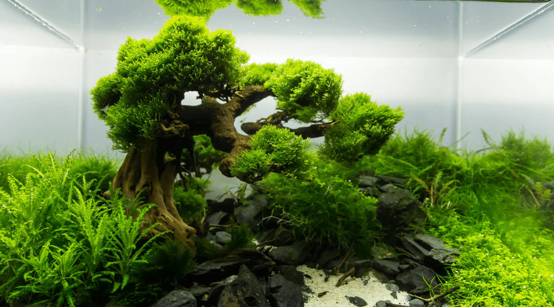 Bonsai Driftwood Tree In Your Aquarium Fish Tank - What and Why  Micro  Aquatic Shop