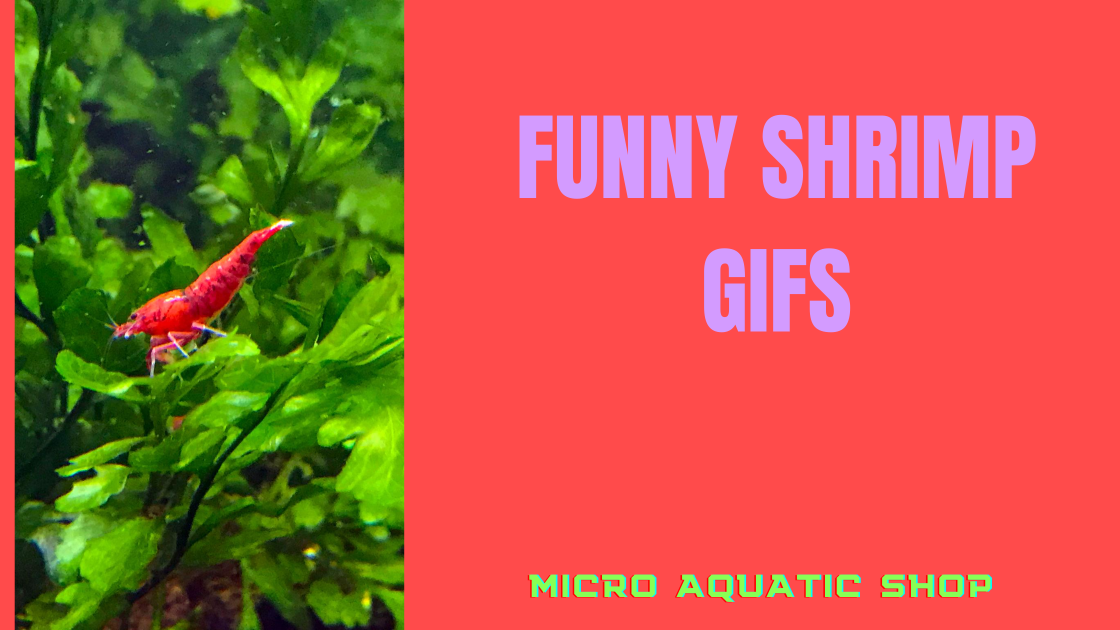 Funny Shrimp GIFs