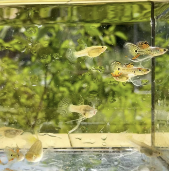 Endlers livebearers shop care