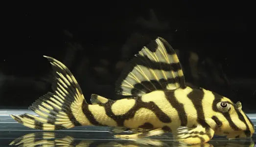 Leopard Frog Pleco (L134 Pleco): Care, Size, Lifespan.