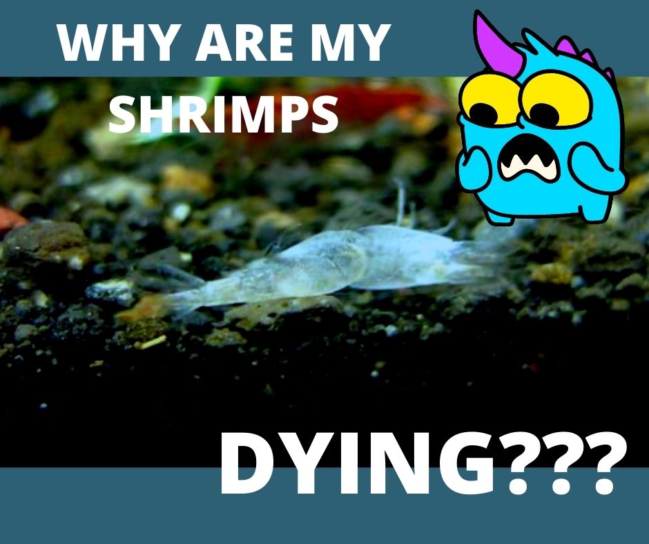 Truly heartbreaking 💔 press F to pay respects @coorslight #shrimp #meme  #fyp #aquarium #pet
