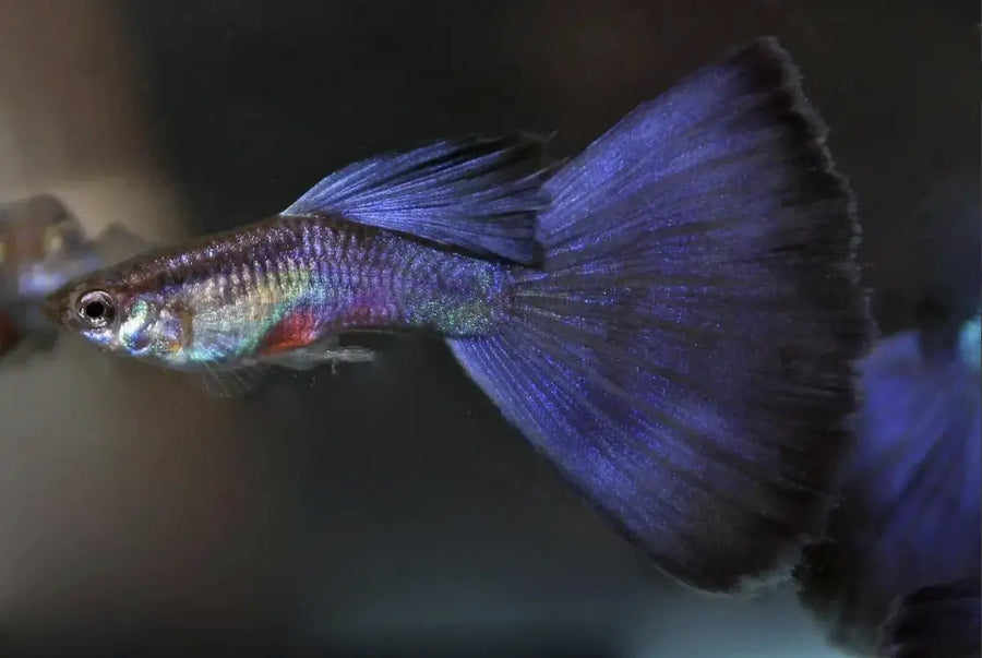 Guppy Aquarium Care Guide: Lifespan, Size and Diet