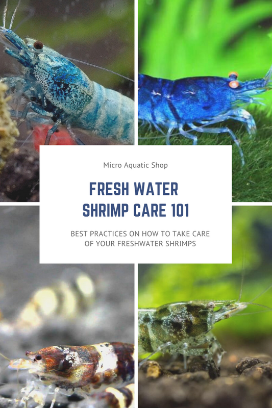 Fresh Water Shrimp Care 101