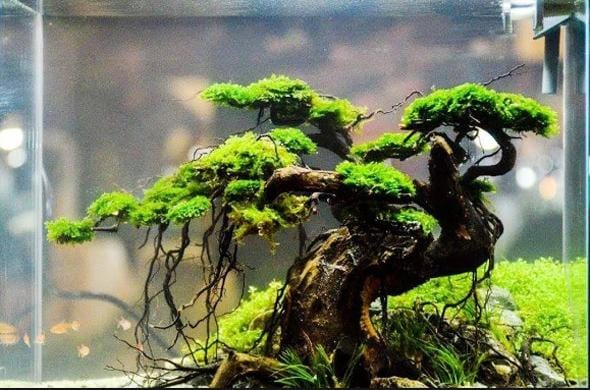 Bonsai Aquascape Step by Step