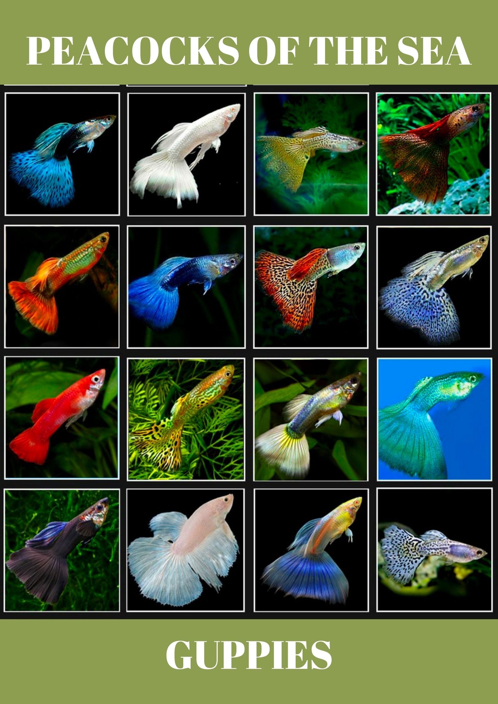 Peacocks of the sea!