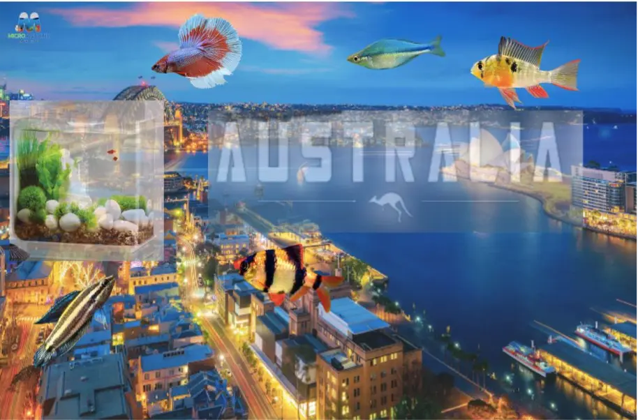 A Beginner S Guide To Selecting An Online Fish Store Photo Inspiration