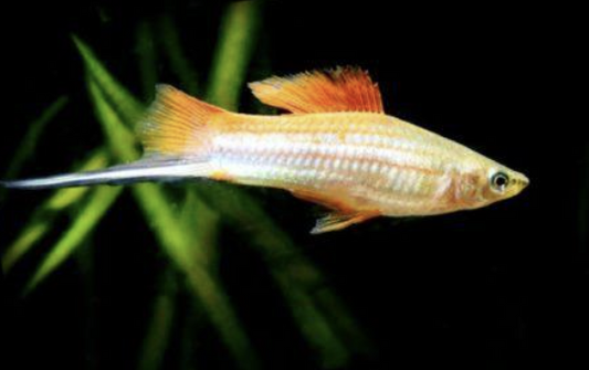 Pineapple Swordtail's Care, Size, Lifespan, Tank Mates, and More!