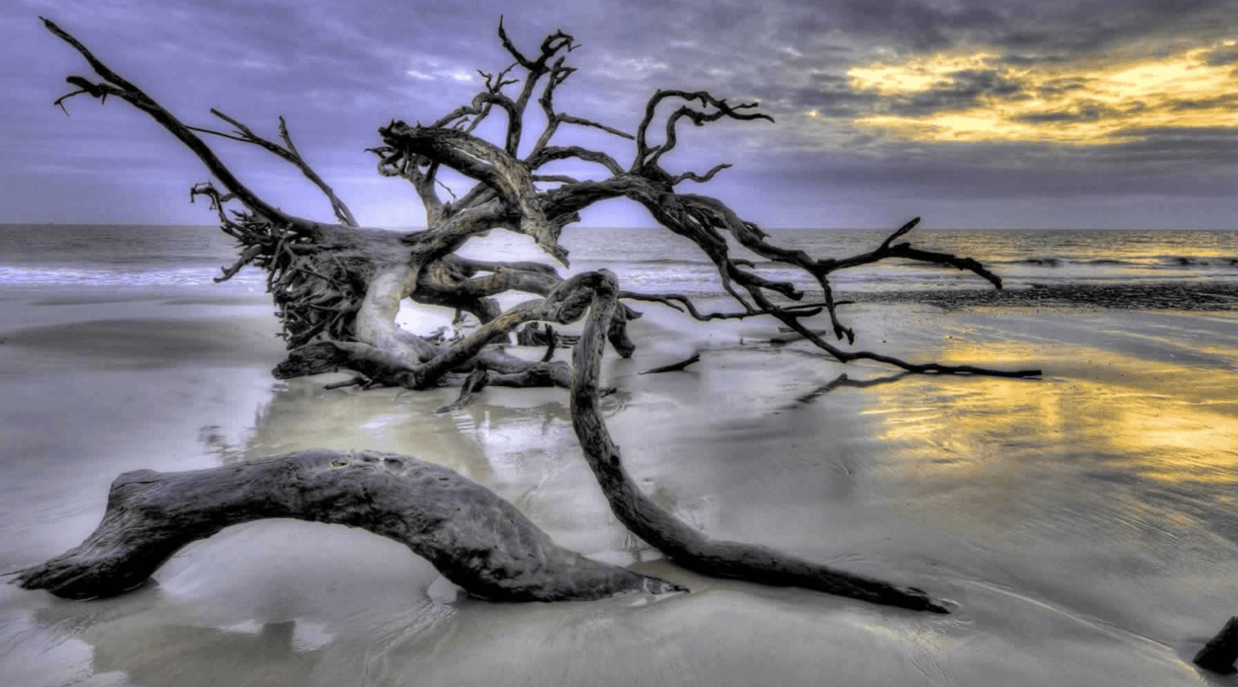 How To Prepare Driftwood For Aquarium or Fish Tank