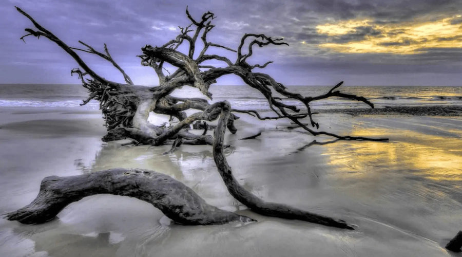 How To Prepare Driftwood For Aquarium or Fish Tank