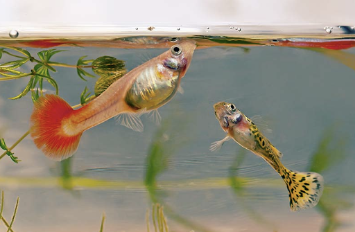 Pregnant sales guppy care