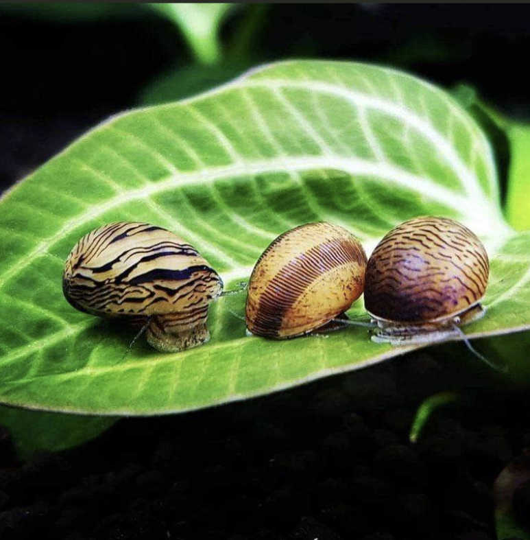 Best snails for freshwater best sale planted tank