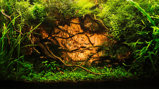 types of aquarium equipment component