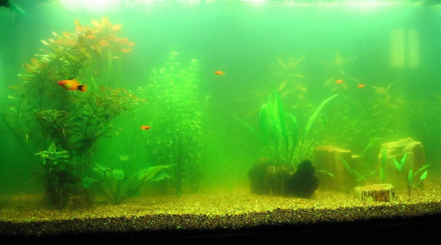 what is aquarium algae