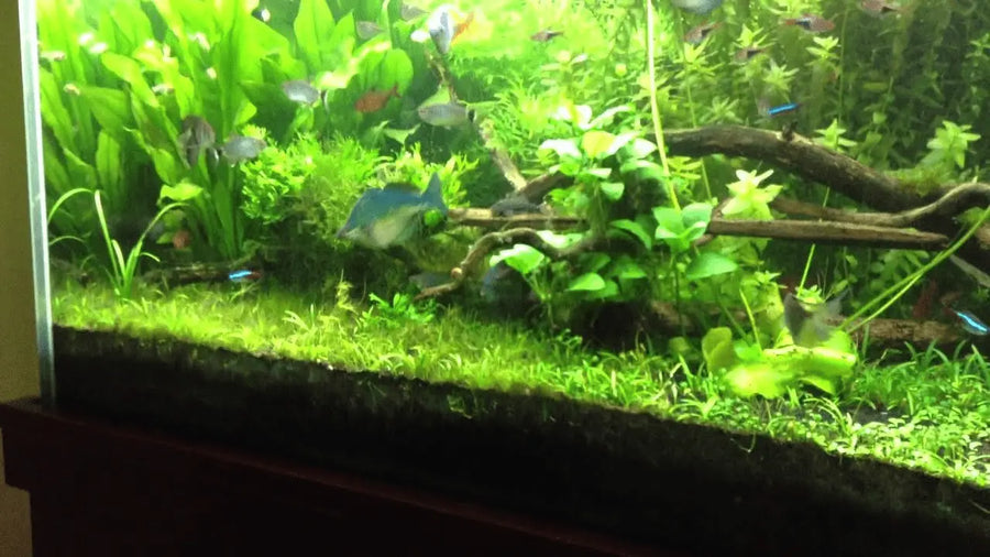 Bonsai Tree Aquascape Step By Step Guide