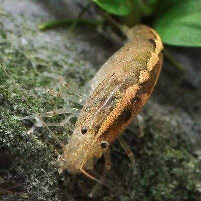 Why are Australian Amano shrimps a Great Tank Mate?