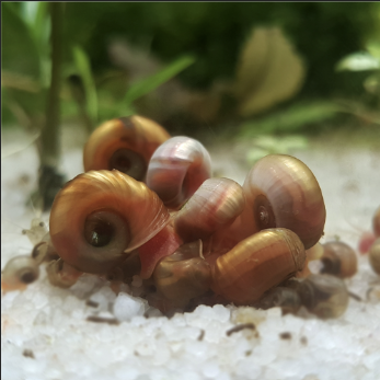Where To Buy Red Ramshorn Snails For Sale At The Aquarium Pet Store Ne –  Micro Aquatic Shop