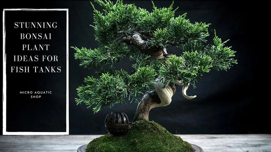 bonsai plants for aquarium