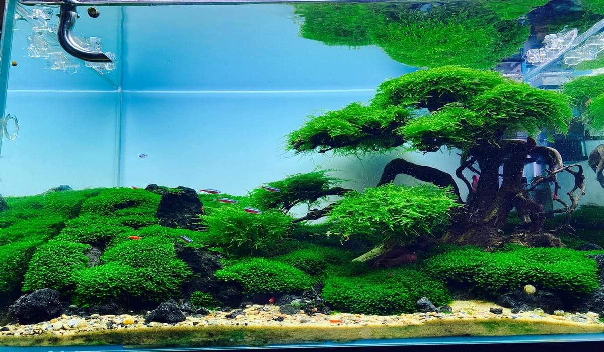 Types of Fish Tank Decorations