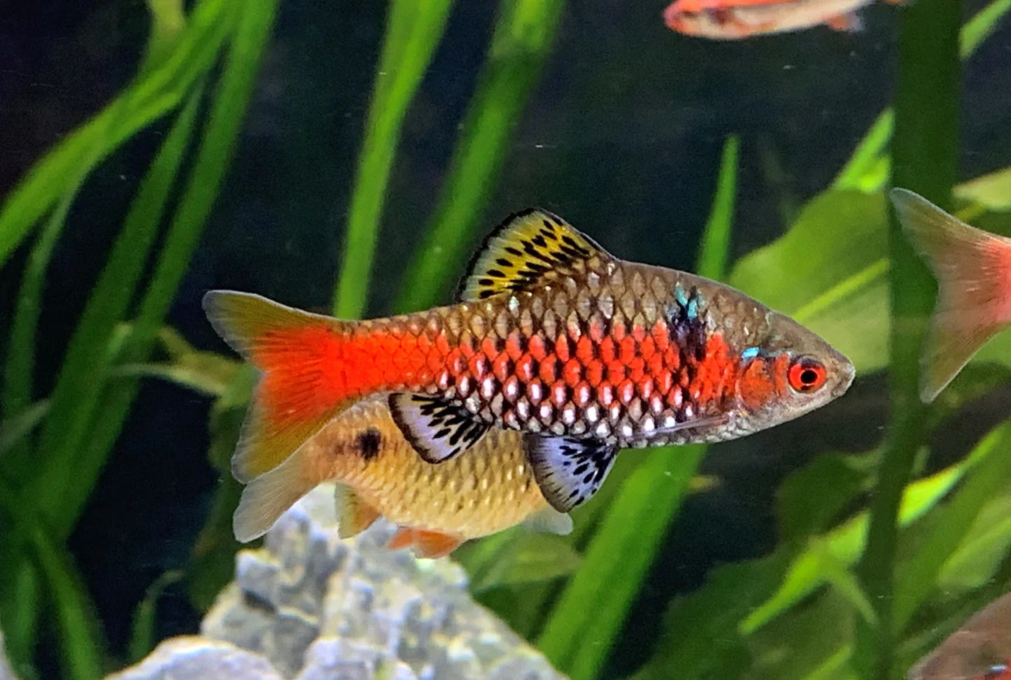 Barb - Odessa Male 3-4cm Micro Aquatic Shop