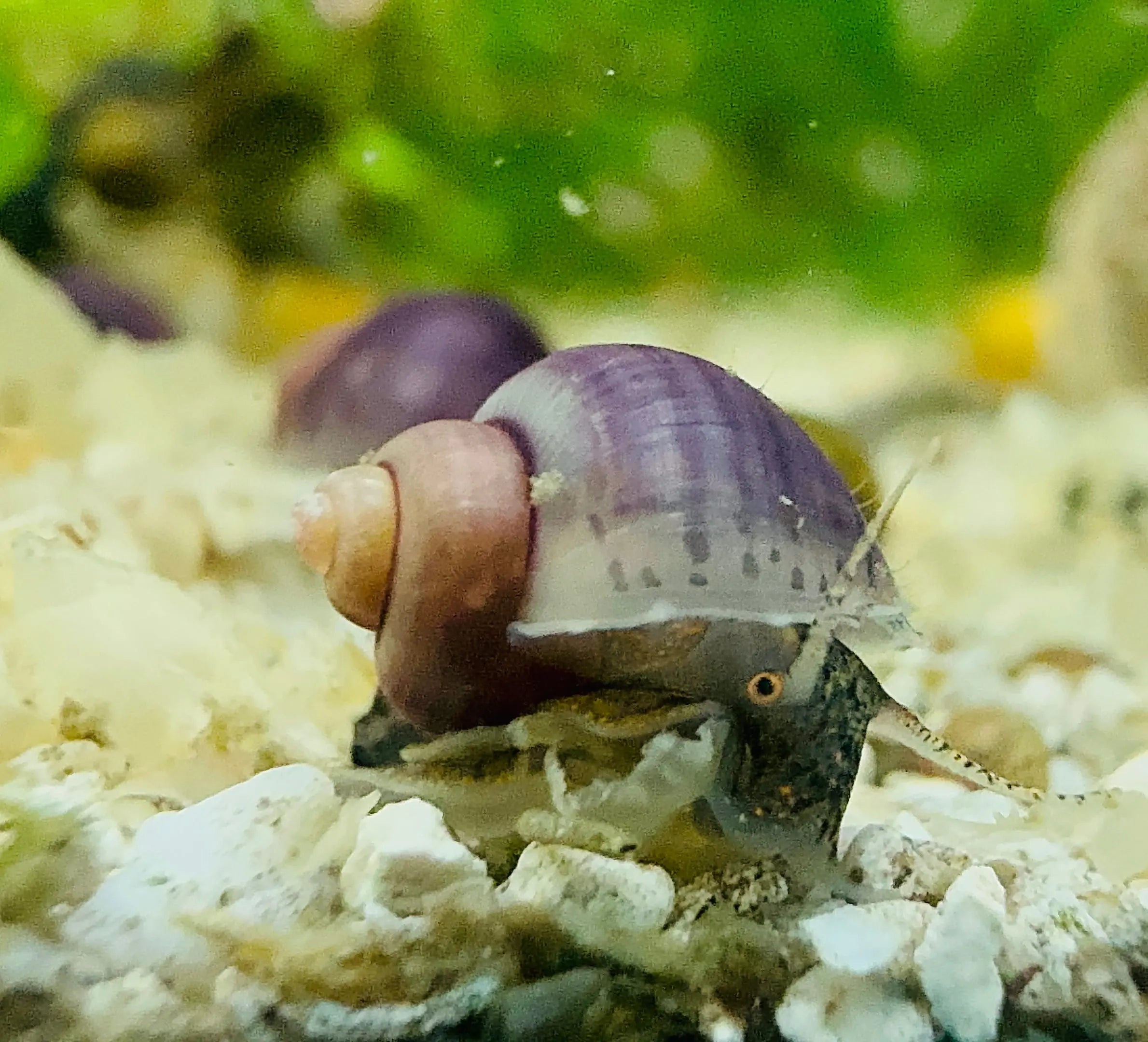 Baby Mystery Snail 1cm Micro Aquatic Shop