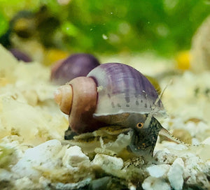 Baby Mystery Snail 1cm Micro Aquatic Shop
