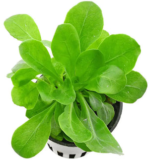 Water Rose (Samolus parviflorus) Micro Aquatic Shop