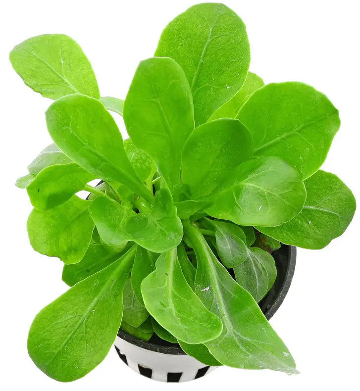 Water Rose (Samolus parviflorus) Micro Aquatic Shop