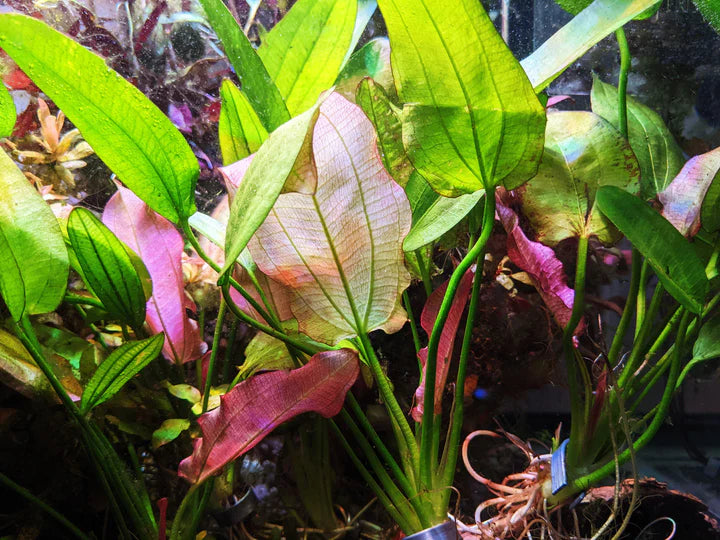 Low Tech -Echinodorus “Fancy Twist “