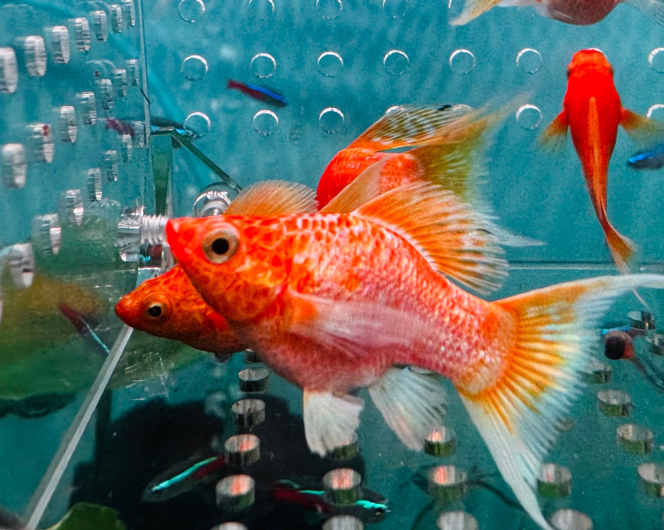 Mollies – A Grade Gold Metalic Balloon 3cm Micro Aquatic Shop