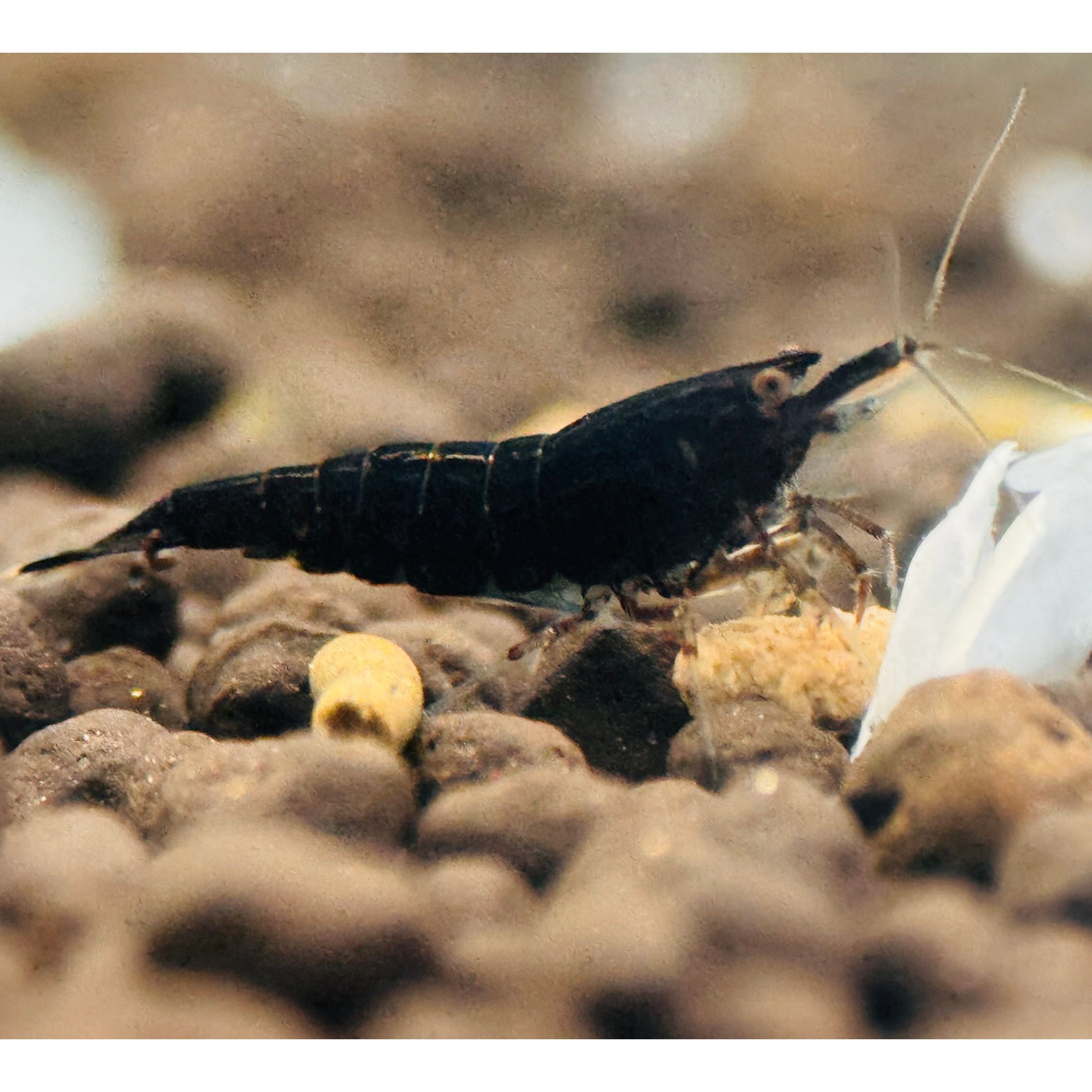 Cherry Shrimp - Black 1cm Micro Aquatic Shop