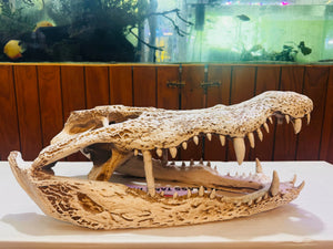 Alligator Skull - Resin Ornament Micro Aquatic Shop