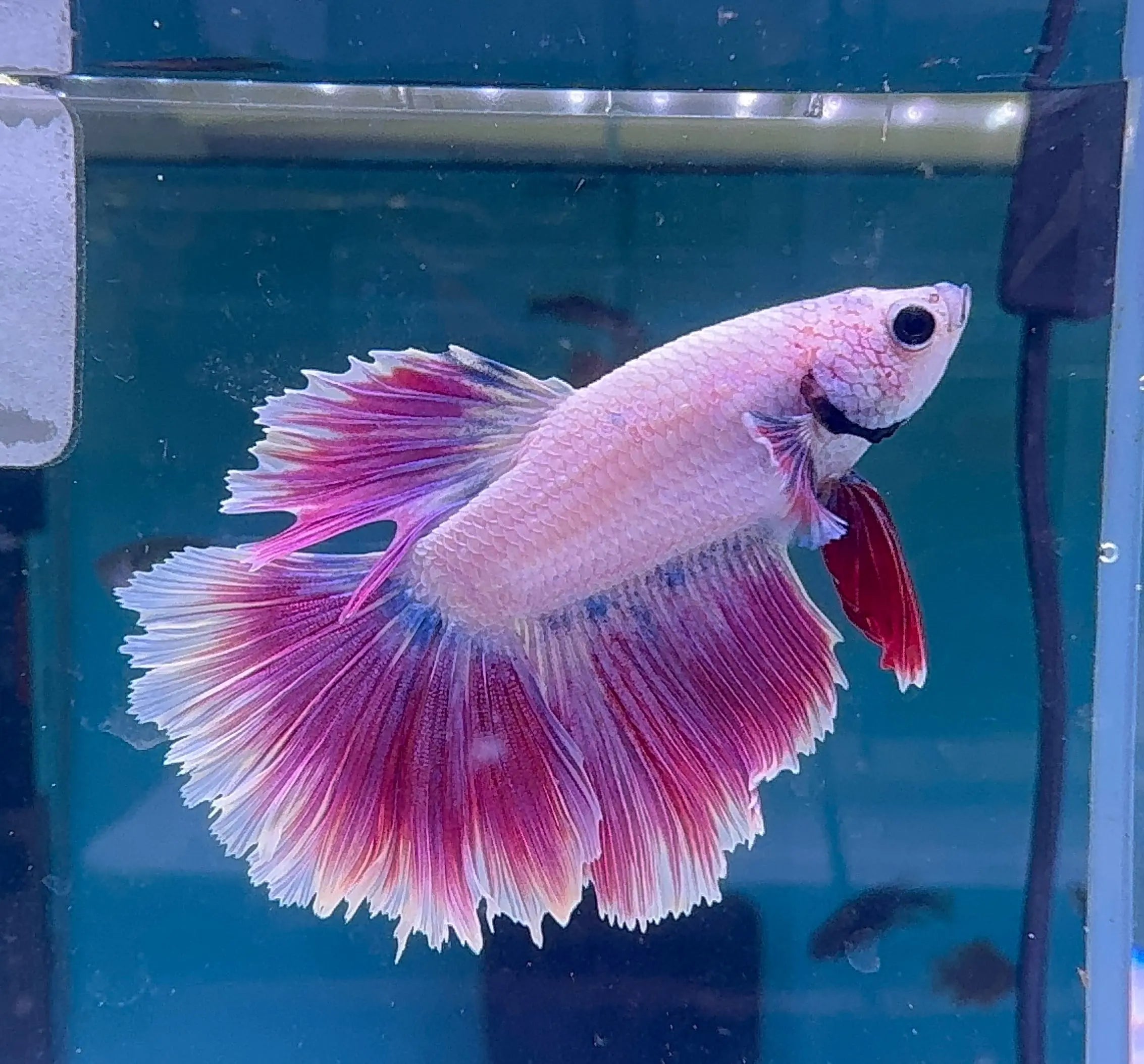 Betta Male - A Grade Purple Dress Micro Aquatic Shop