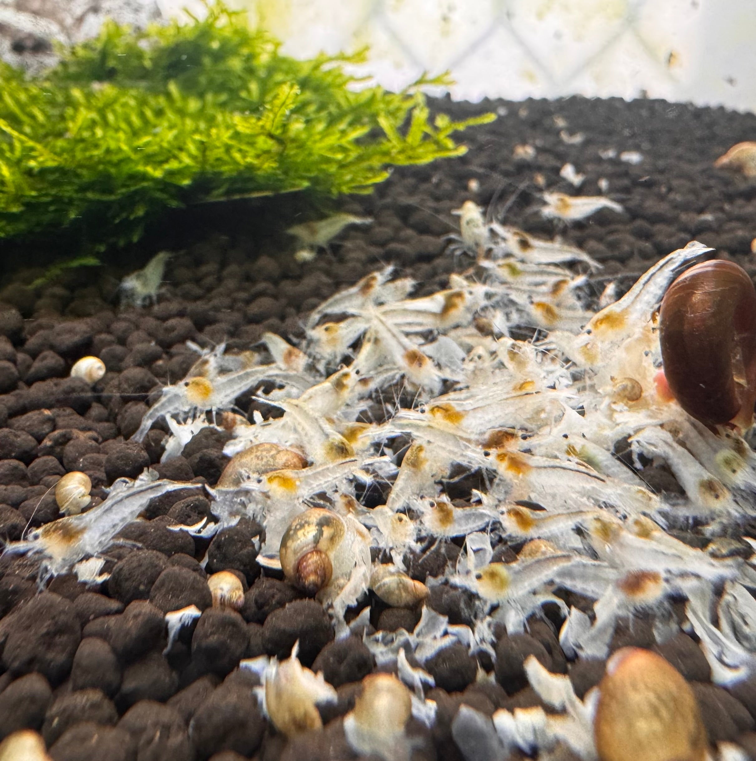 BUY 10 GET 5 FREE Cherry Shrimp - Snowball 1cm Micro Aquatic Shop