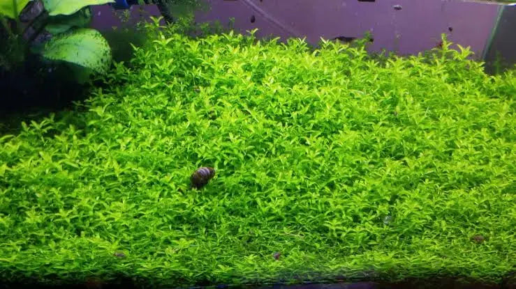 Carpet Plant -HEMIANTHUS MICRANTHEMOIDE Micro Aquatic Shop
