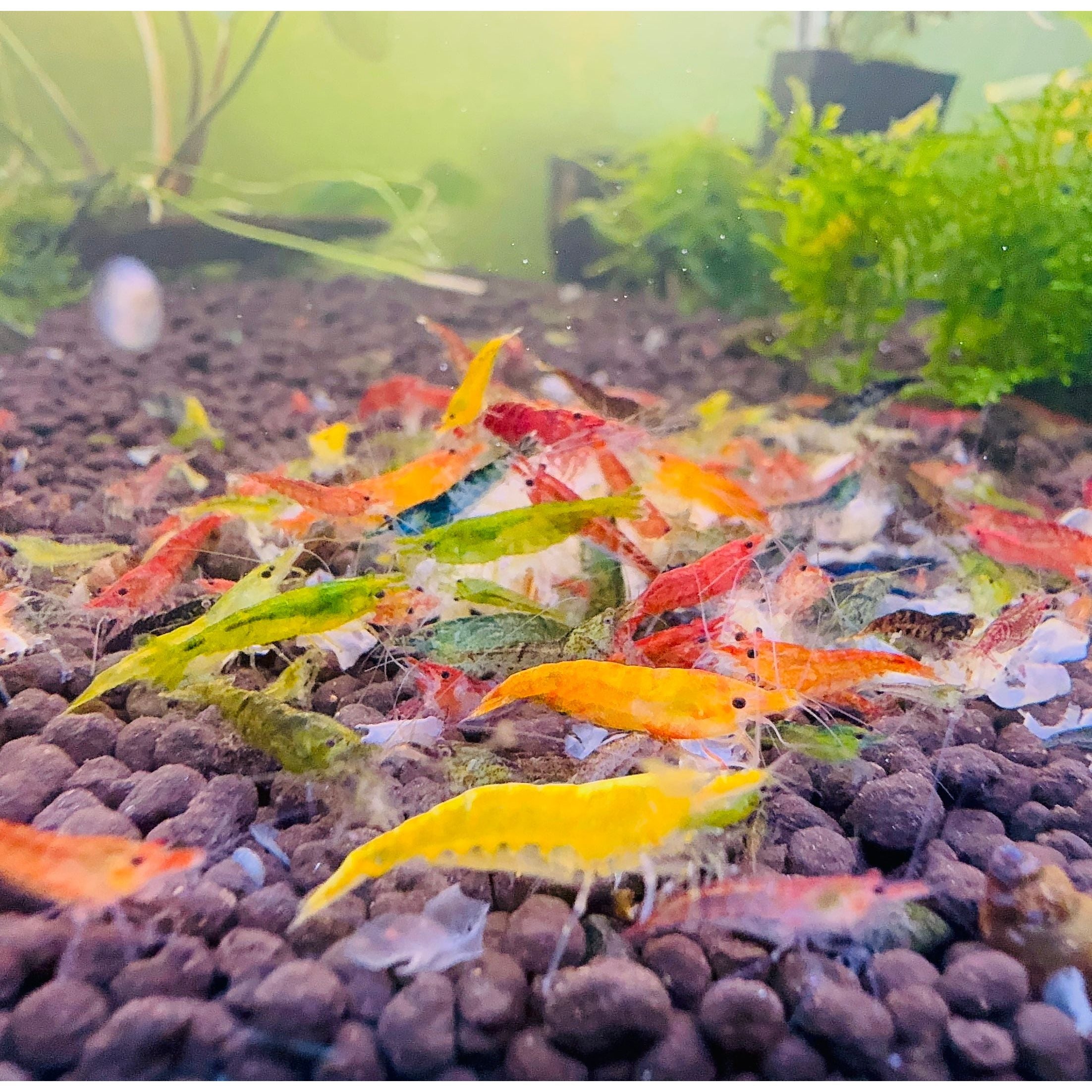 Cherry Shrimp - Mix Colour 1cm Micro Aquatic Shop