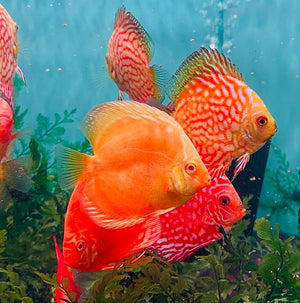 Discus - Random Color 7cm Nice Micro Aquatic Shop