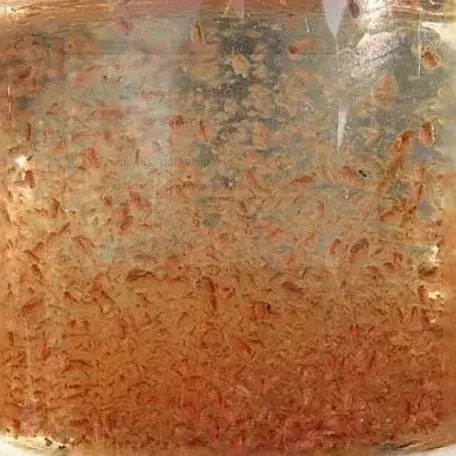 Daphnia Live Culture - Baby fish food Micro Aquatic Shop
