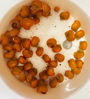 Gold Mystery Snail Micro Aquatic Shop