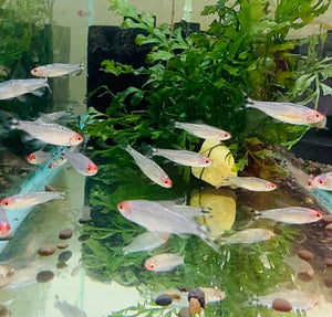 Platinum Diamond Rummy Nose Tetra 5cm Show Micro Aquatic Shop