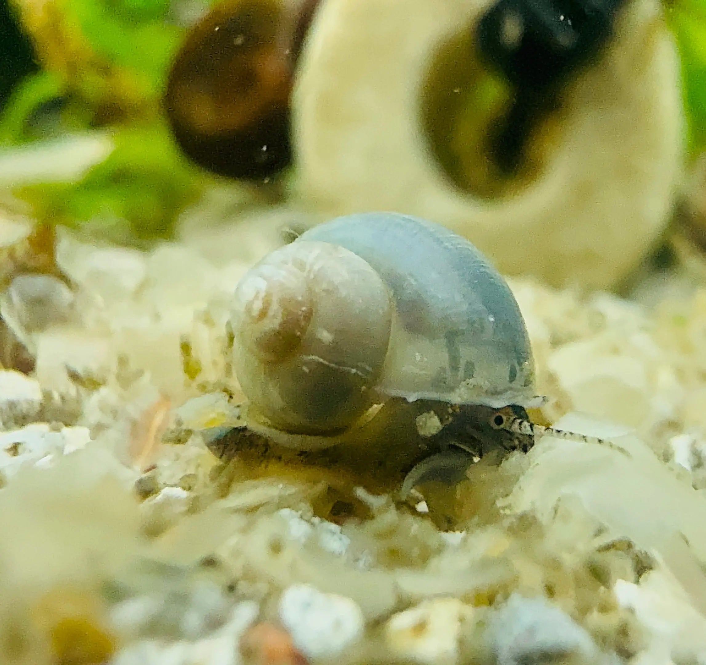 Baby Mystery Snail 1cm Micro Aquatic Shop