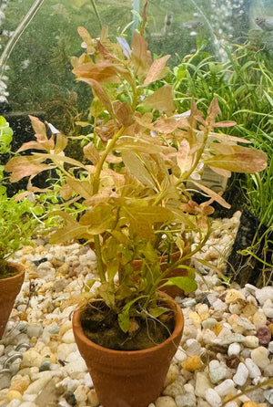 Ludwigia inclinata Micro Aquatic Shop