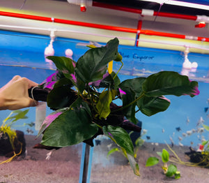 Anubias on Large Driftwood 30cm Micro Aquatic Shop