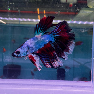 Betta Male - Dark Knight D3 Micro Aquatic Shop