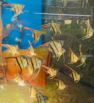 Angel Fish - Amanpa Redback Juvies 3cm Cutie Micro Aquatic Shop