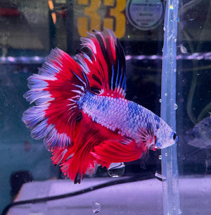 Betta Male - Dark Knight D1 Micro Aquatic Shop